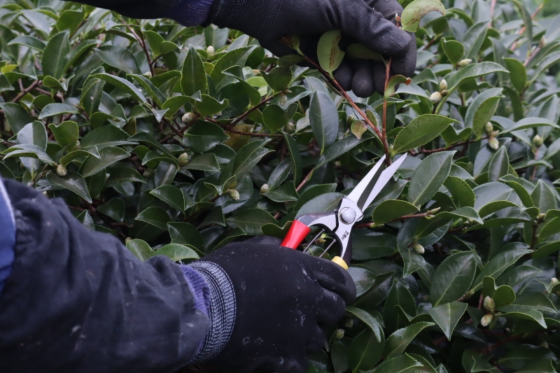 Forbici Professionali artigianali Tobisho in acciaio giapponese per agricoltura, giardinaggio